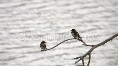 少年酒吧燕子鸟栖息在水面上的树枝上